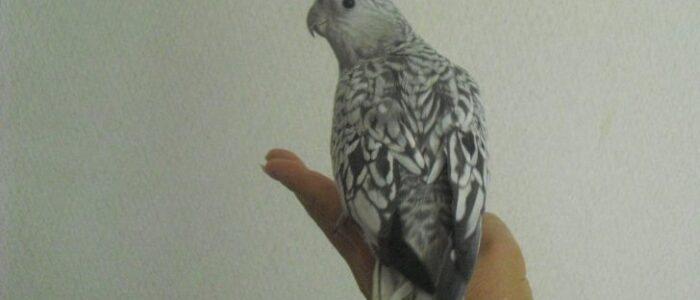 オカメインコ　パール