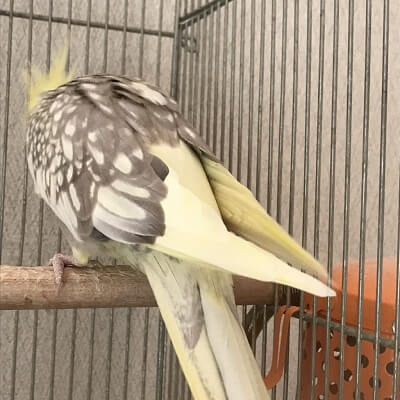 「飼い方は難しい？」と首をかしげて問いかける可愛らしいオカメインコのイラスト