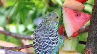 フルーツフレーバー