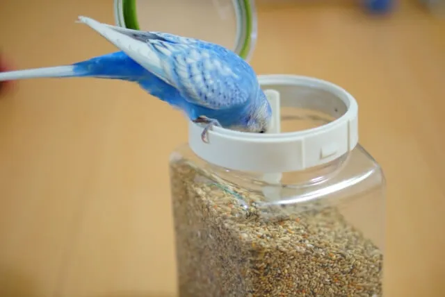 セキセイインコのペレット切り替え