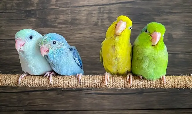 マメルリハインコ