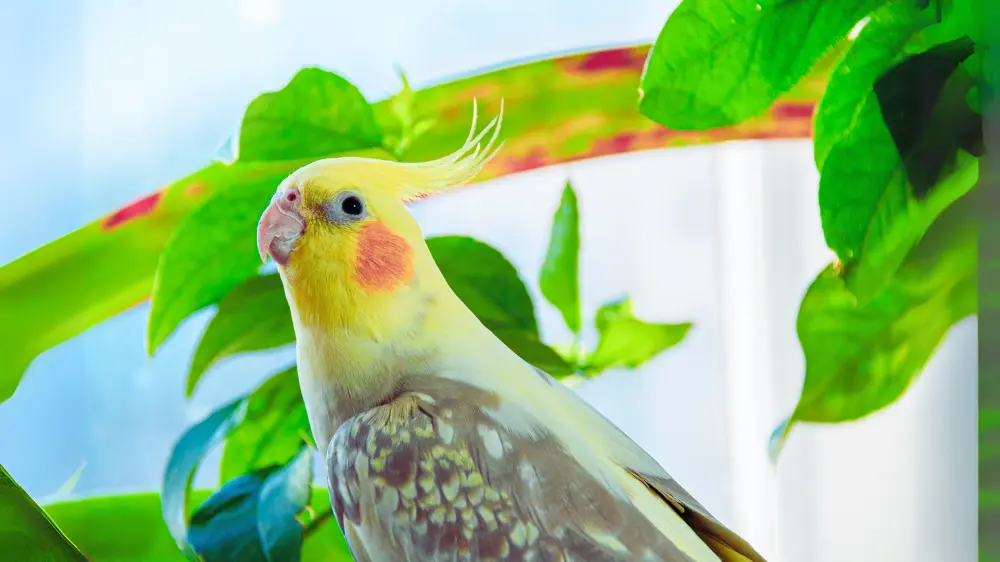 飼い主の手に優しく包まれ、安心しきった表情を見せるオカメインコシナモンパールパイド