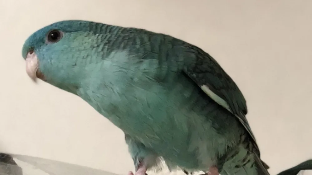 サザナミインコあるある
