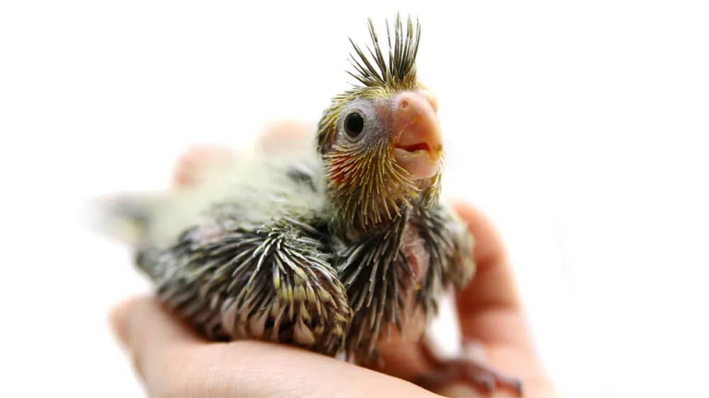 オカメインコの雛の飼育に関するよくある質問（FAQ）のイメージ