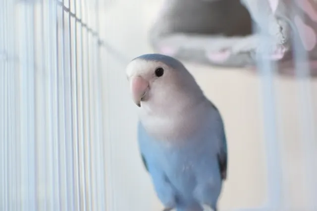 コザクラインコへのエッグフードの与え方