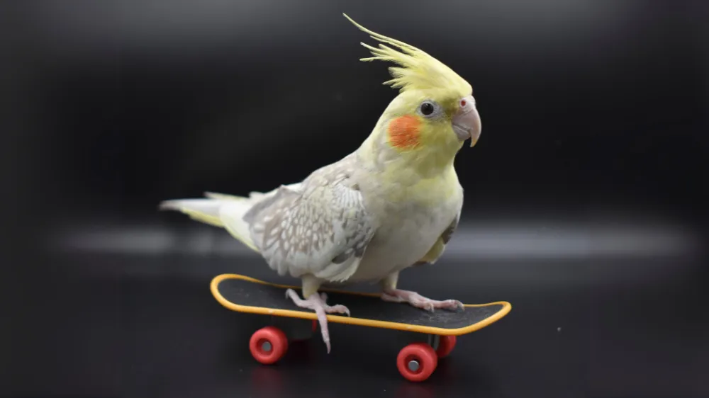 オカメインコシナモンパールを健康に飼育するためのケージセッティング例。止まり木や餌入れが適切に配置されている