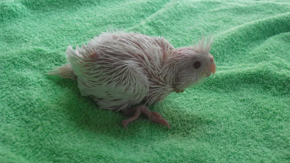 薄いグレーの顔と尾羽の縞模様が特徴的なオカメインコ・ホワイトフェイスのメス