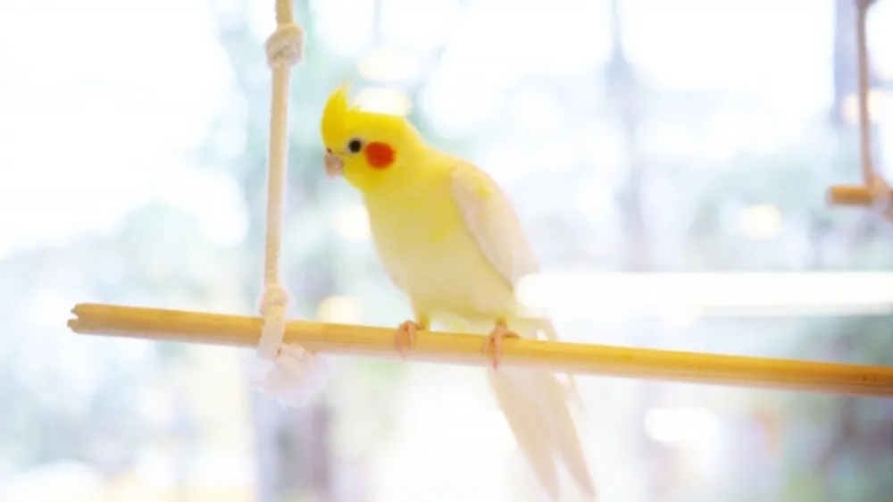 オカメインコの産卵前兆