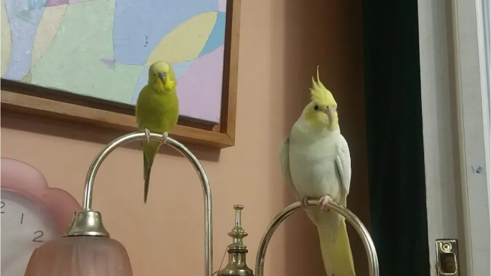 鳥種別ネクトンsの使い方