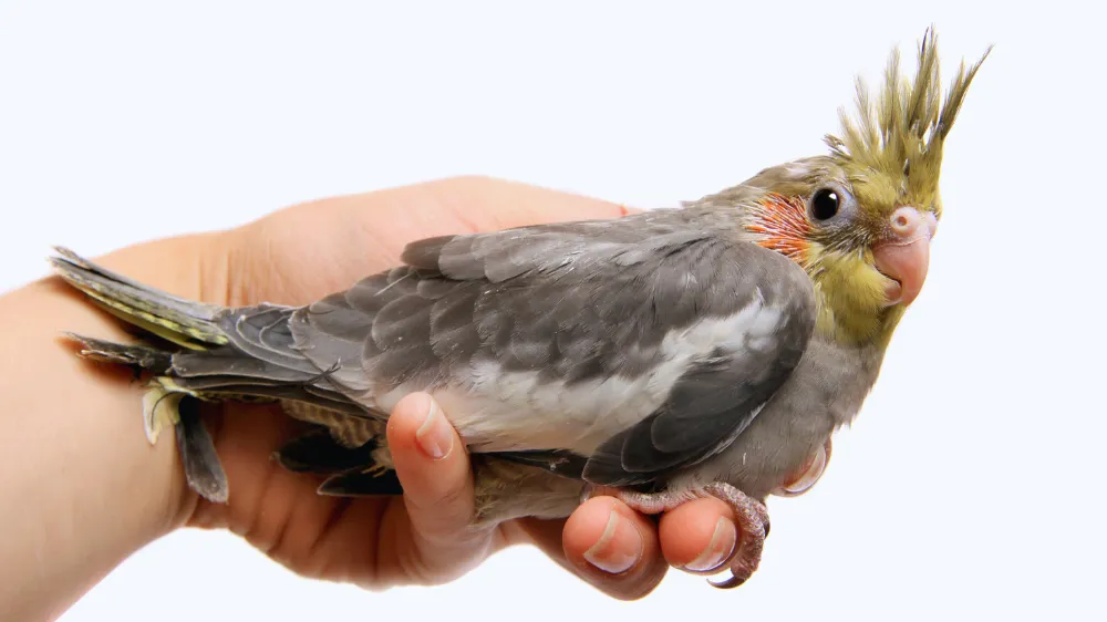 ペットショップで健康状態をチェックされる元気なオカメインコノーマルグレーの雛