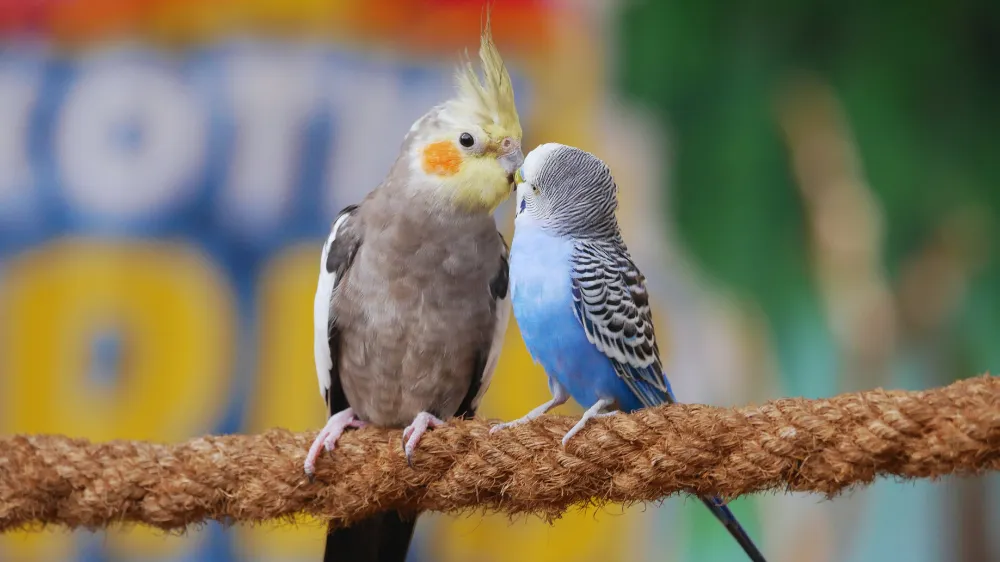 オカメインコとセキセイインコを同じケージで飼う