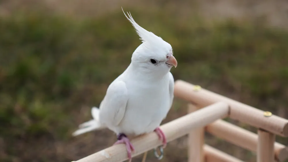 純白の体とぶどう目が特徴のオカメインコ ホワイトフェイスルチノー