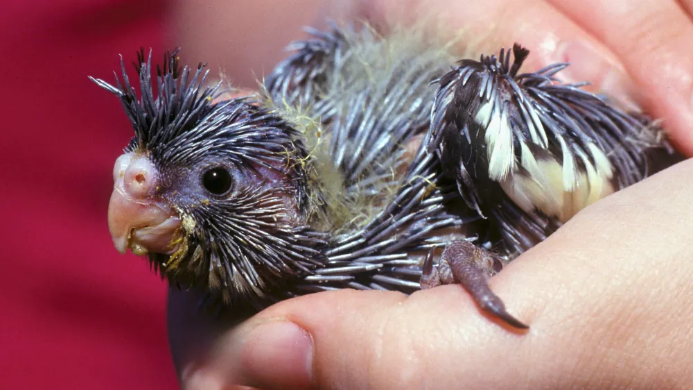 飼い主がスプーンでオカメインコの雛に挿し餌を与えている