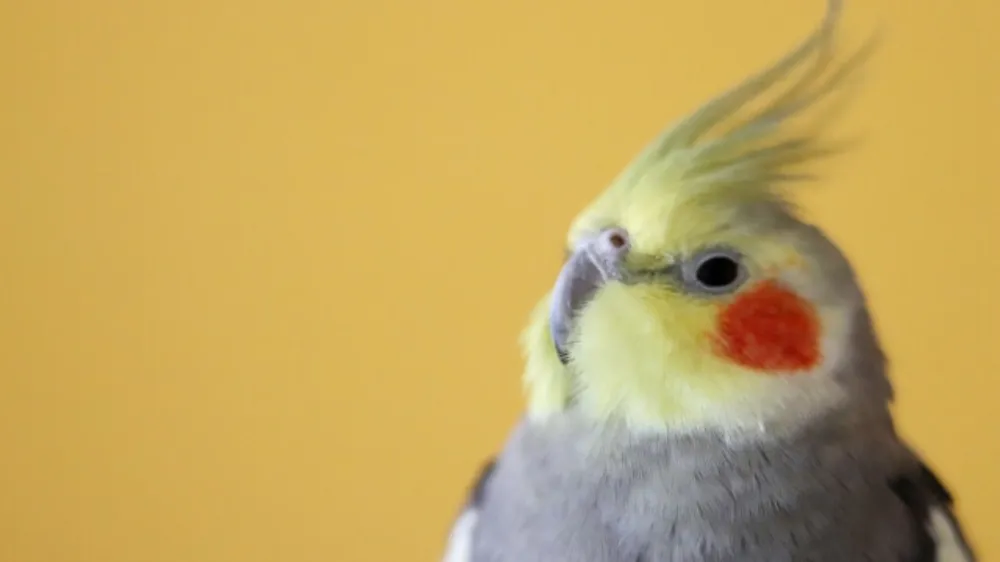 発情しすぎなオカメインコ