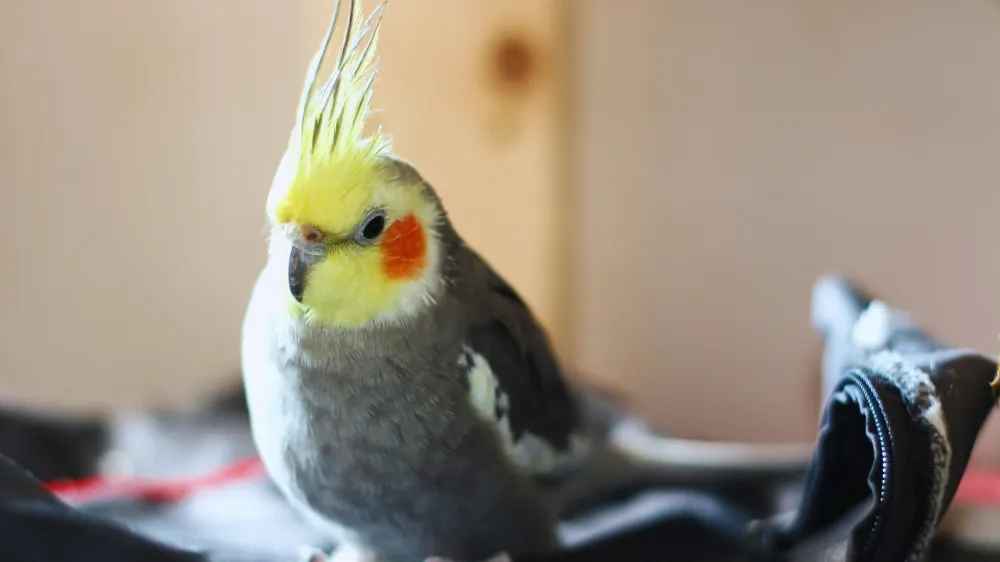 オカメインコオスの発情抑制
