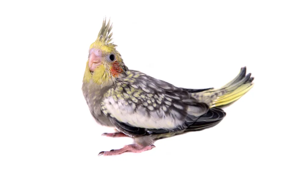 首をかしげる可愛らしいオカメインコパール。飼い主が抱く疑問（FAQ）のイメージ画像。