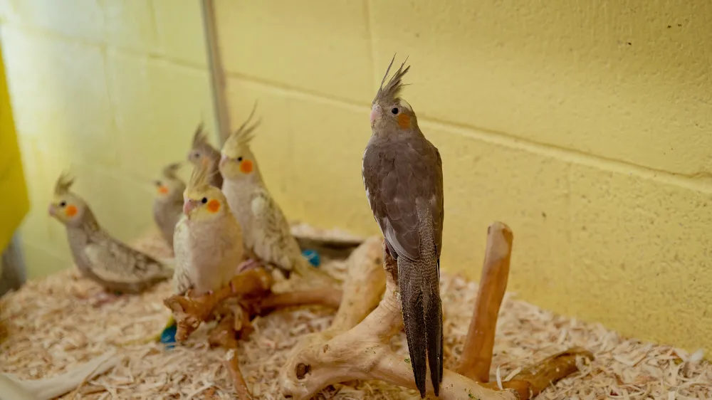 ペットショップで販売されている様々な種類のオカメインコの雛たち。