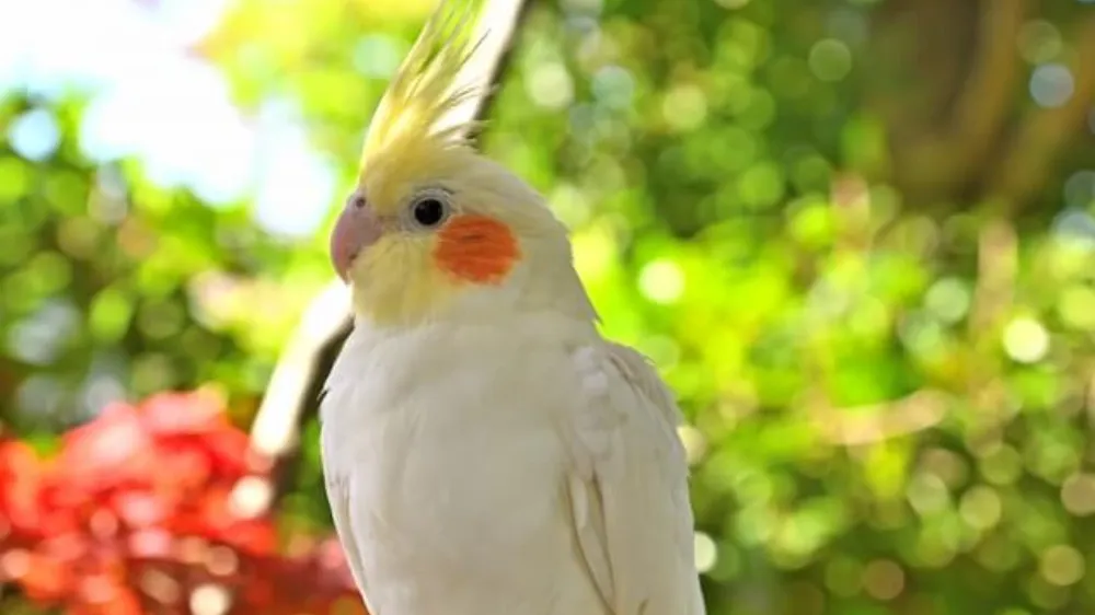 オカメインコ