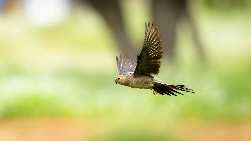 オーストラリアの自然環境で力強く生きる野生のオカメインコ。その生命力が飼育下での20年以上の長寿の源泉となっている。
