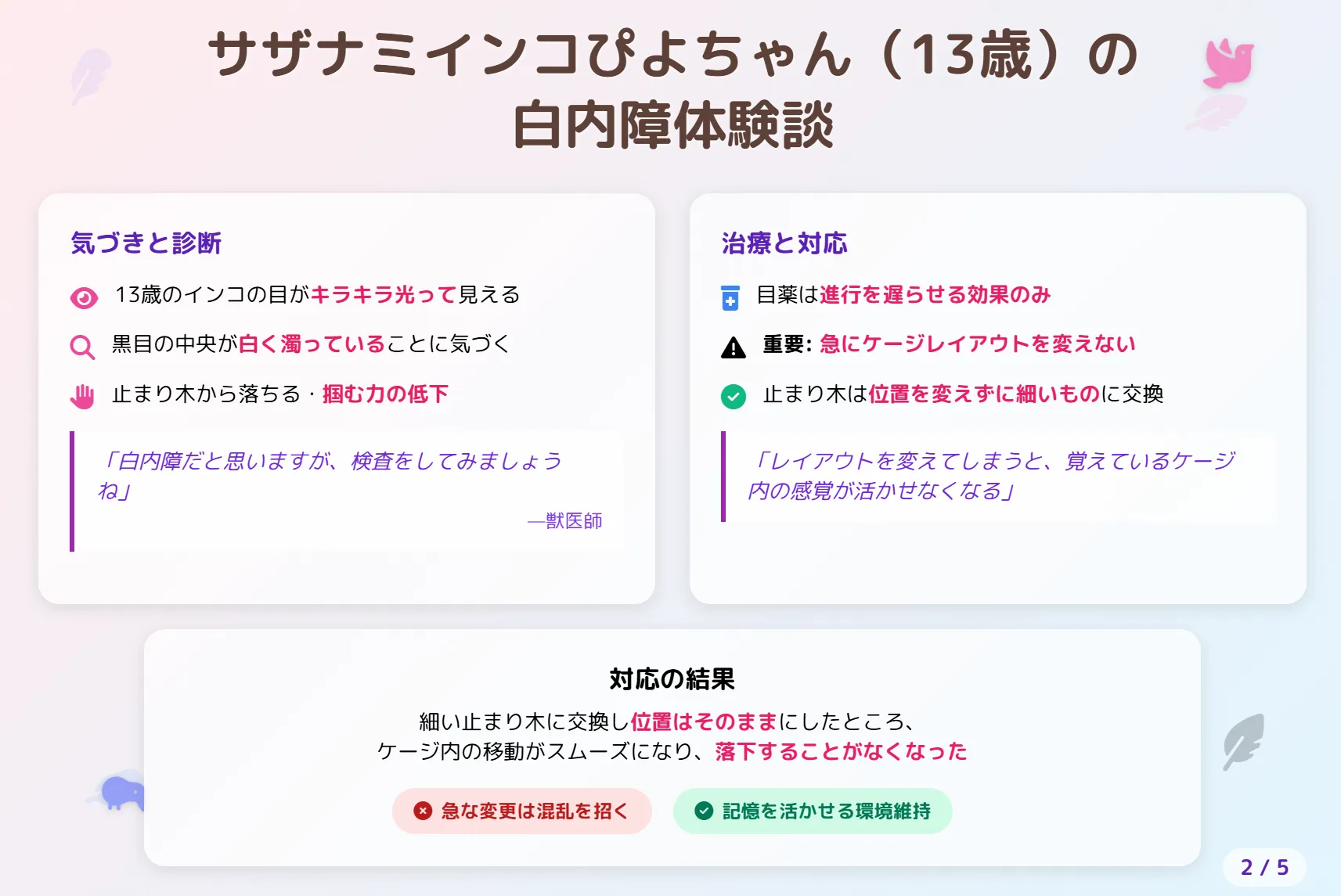サザナミインコぴよちゃんの白内障体験談