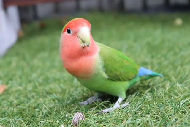 コザクラインコ飼育は難しい