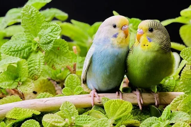 プリスクリプションダイエットをおすすめできる鳥種