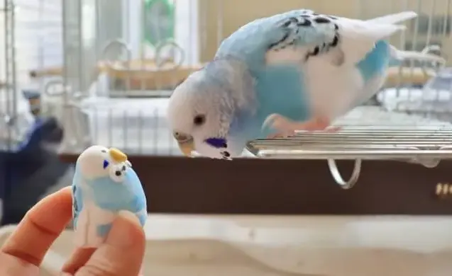 セキセイインコ