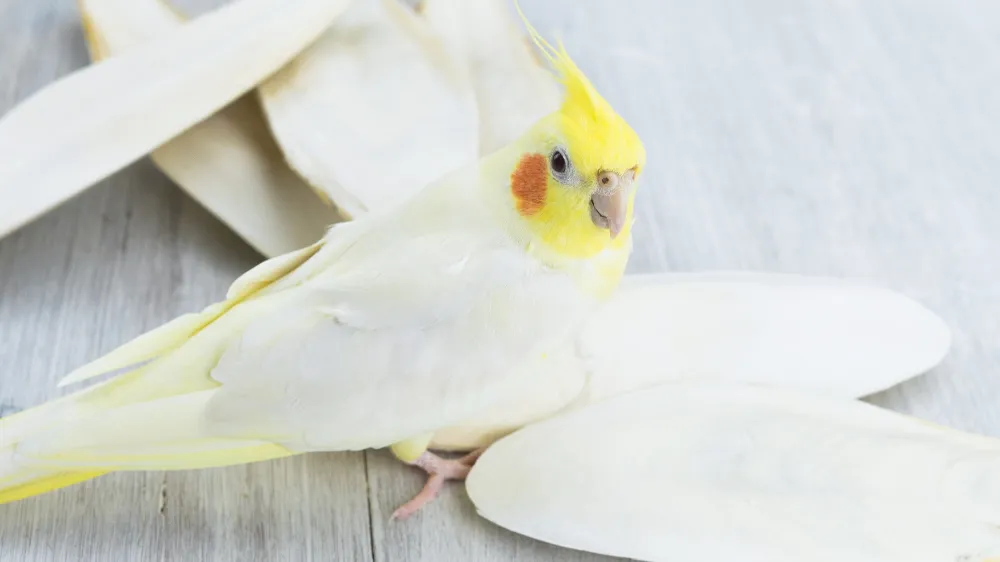 オカメインコとカトルボーン