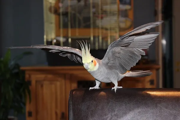 オカメインコ