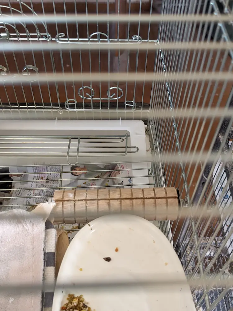老鳥のケージレイアウト
