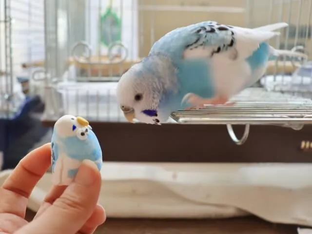セキセイインコ
