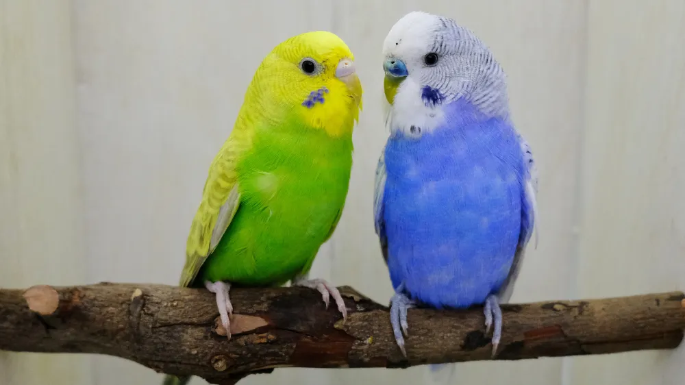 セキセイインコのネクトンSの与え方