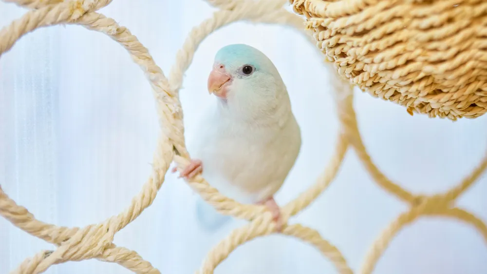 マメルリハ