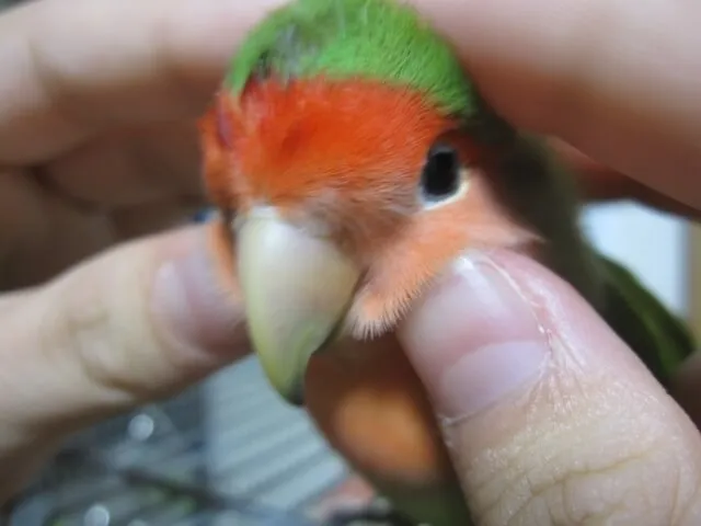 コザクラインコ飼育は難しい