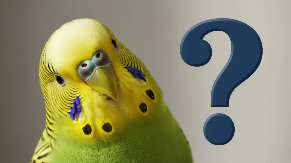 首をかしげている黄緑色のノーマルセキセイインコの横に、はてなマークがある画像