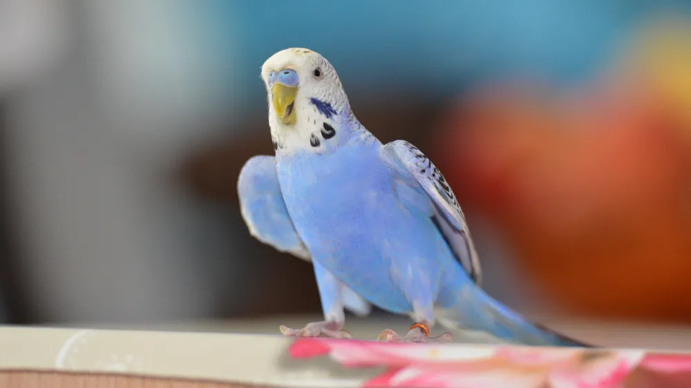 セキセイインコオスの発情期