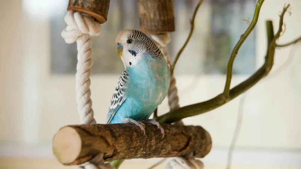 セキセイインコのケージ内レイアウト例。止まり木・エサ入れ・おもちゃ・ブランコが配置された快適な飼育環境の写真