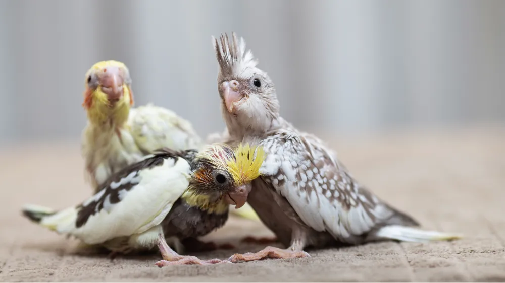 オカメインコの雛