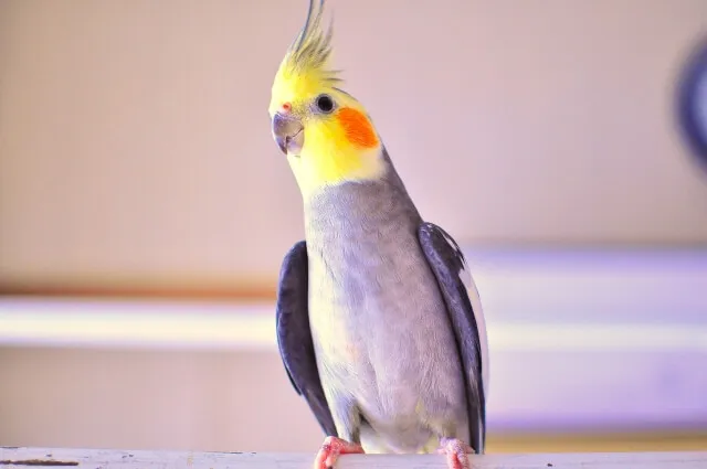 飼い主の指に止まり、元気そうに辺りを見回すオカメインコ