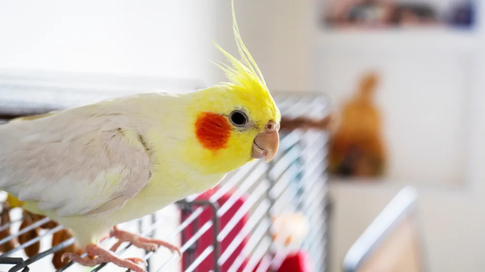 オカメインコのおやすみカバー