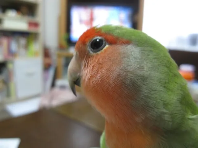 コザクラインコ飼育は難しい