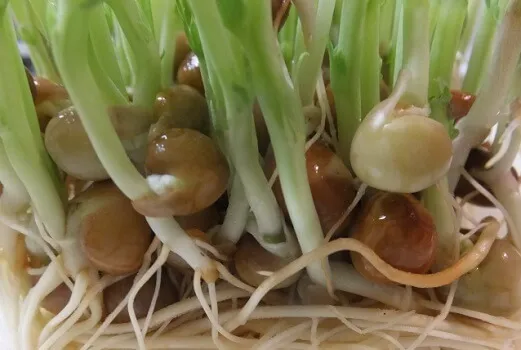 豆苗の豆と根