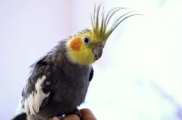 オカメインコの老化