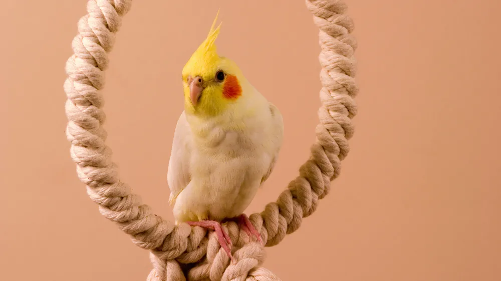 オカメインコのネクトンsの使い方