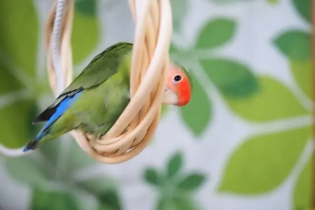 コザクラインコ飼育は難しい