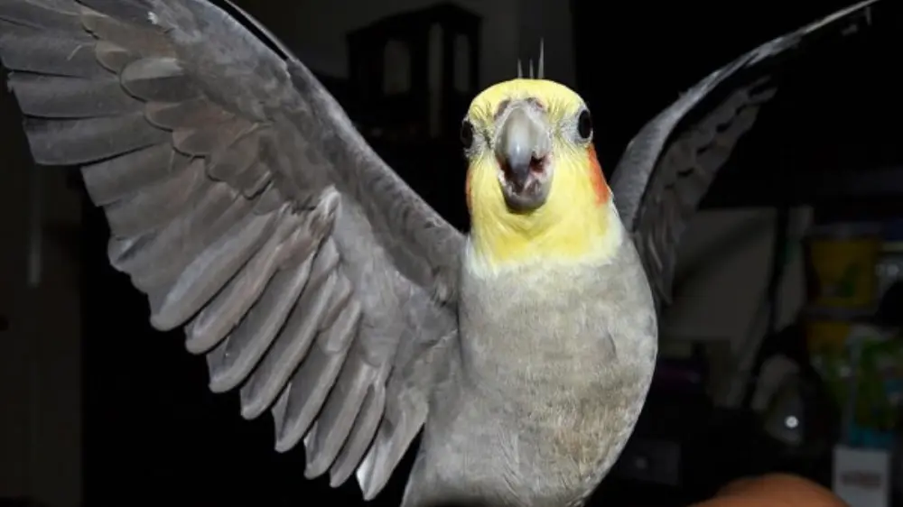 オカメインコの発情期