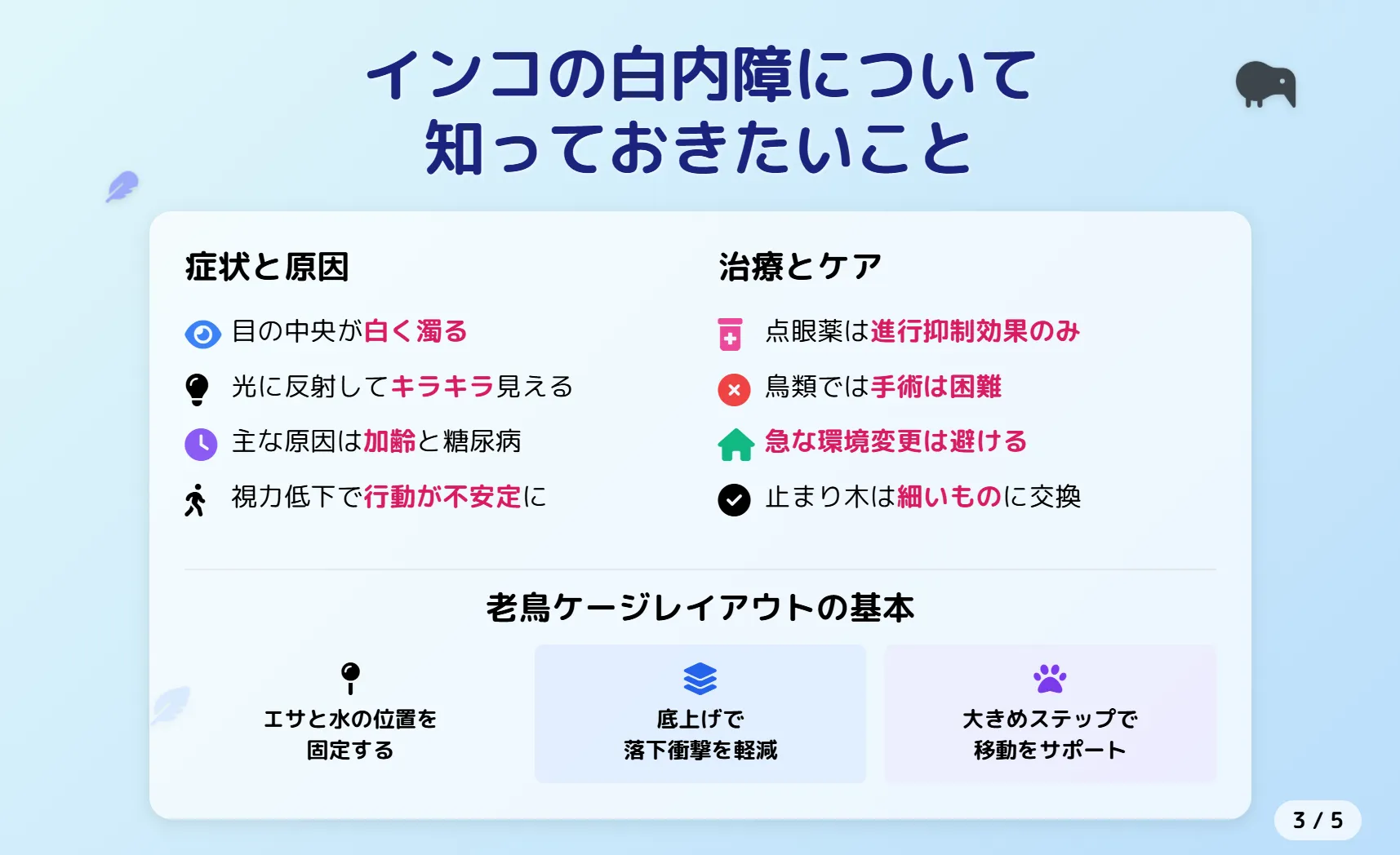 インコの白内障について知っておきたいこと
