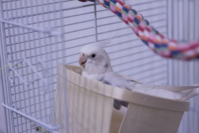 オカメインコメスの発情期