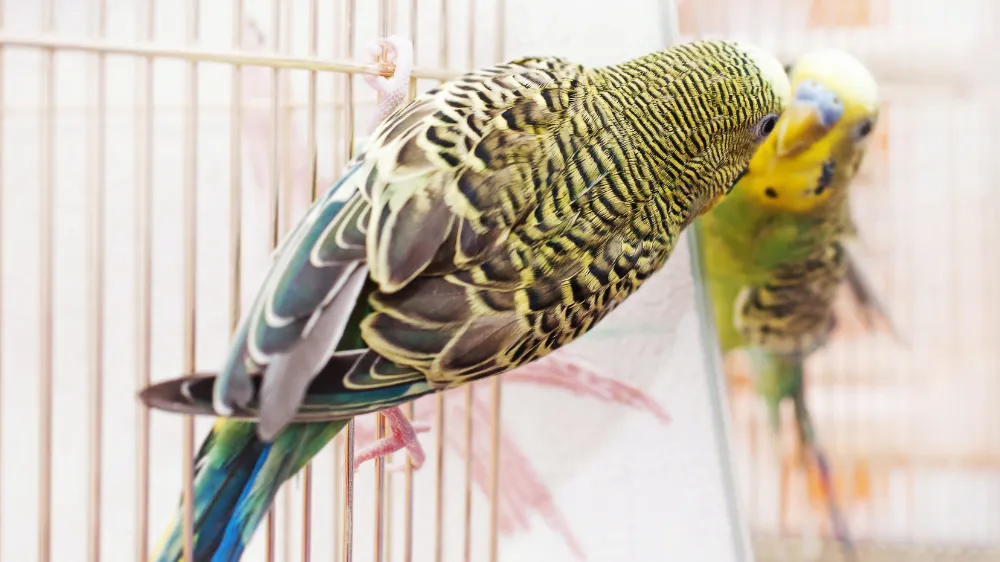 オスインコの発情