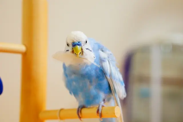 セキセイインコの換羽期